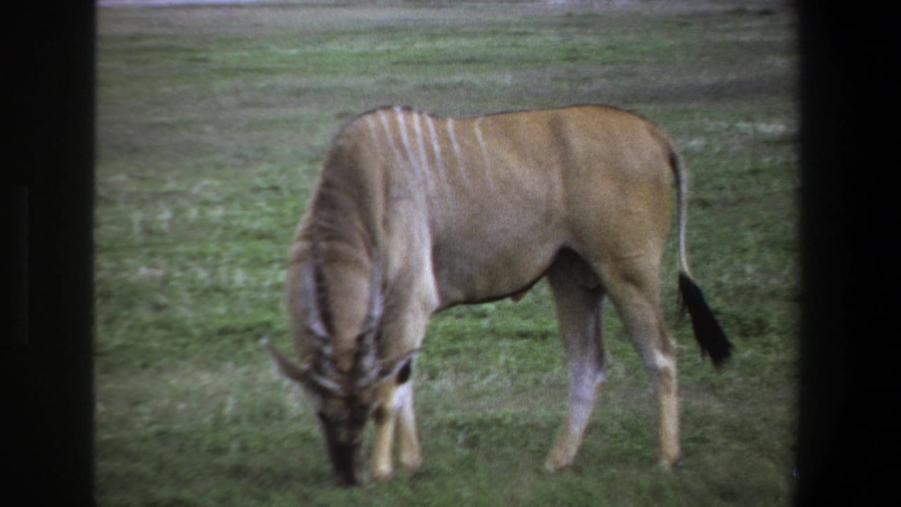 1969 Pretoria home-movie frame showing a horned antelope lowering its head to graze in a grassy field.