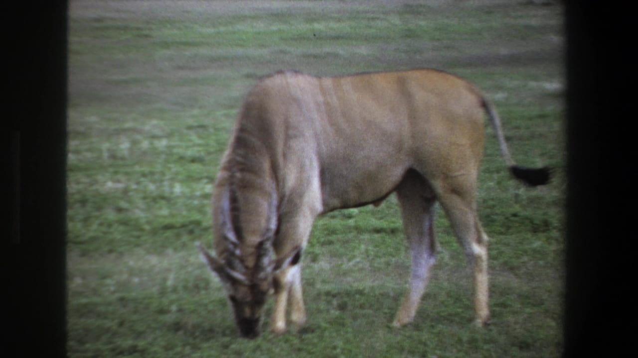 Antelope stands side-on with head down while grazing on grass.