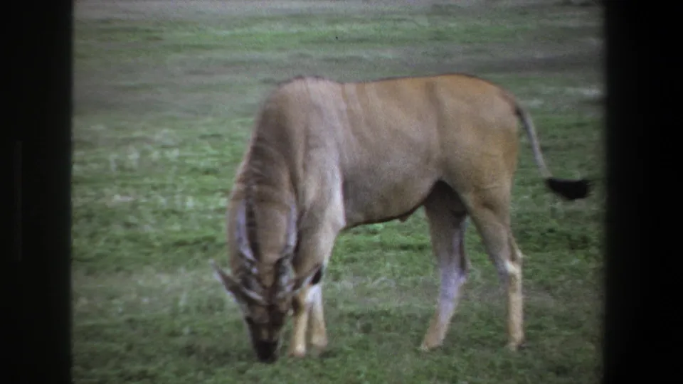 1969 Pretoria frame of a light brown horned antelope grazing side-on, with pale stripes visible along its back.