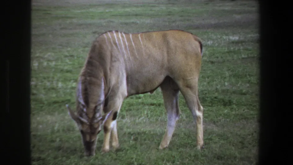 1969 Pretoria home-movie frame showing the antelope close in view, grazing with horns and striped back visible.