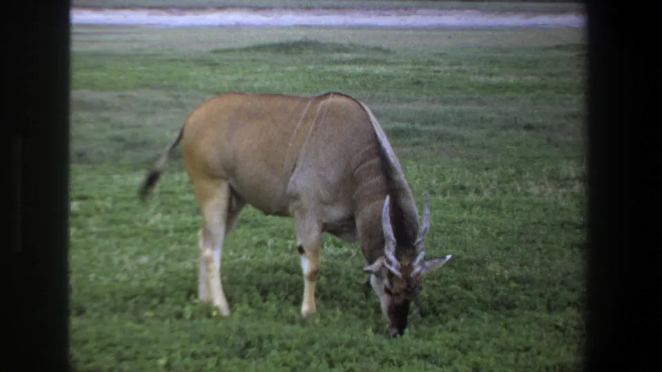 1969 Pretoria frame showing the horned antelope turned slightly away while grazing in an open grassy field.