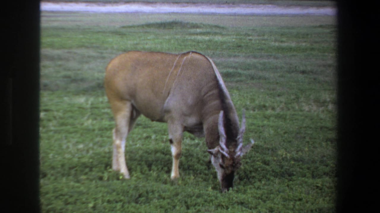 1969 Pretoria home-movie frame showing a brown wildebeest with curved horns grazing on a green plain.