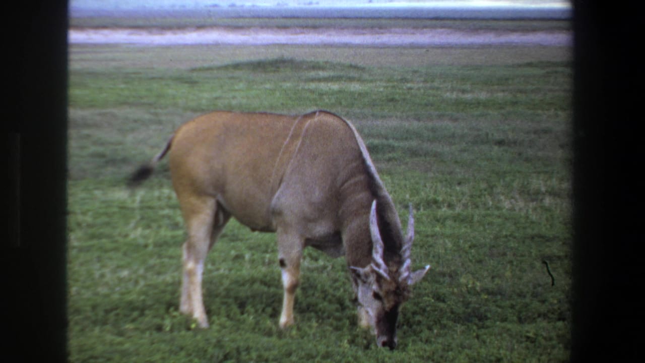 Wildebeest stands in profile while grazing, with its tail raised slightly.