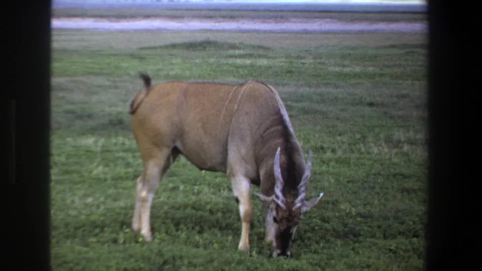 1969 Pretoria wildlife frame showing the wildebeest feeding with its head down and tail moving upward.