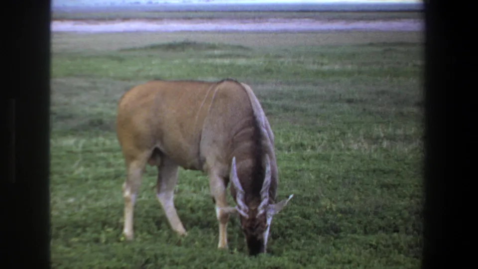 1969 Pretoria 8mm frame of a wildebeest shifting position as it grazes on low green grass.