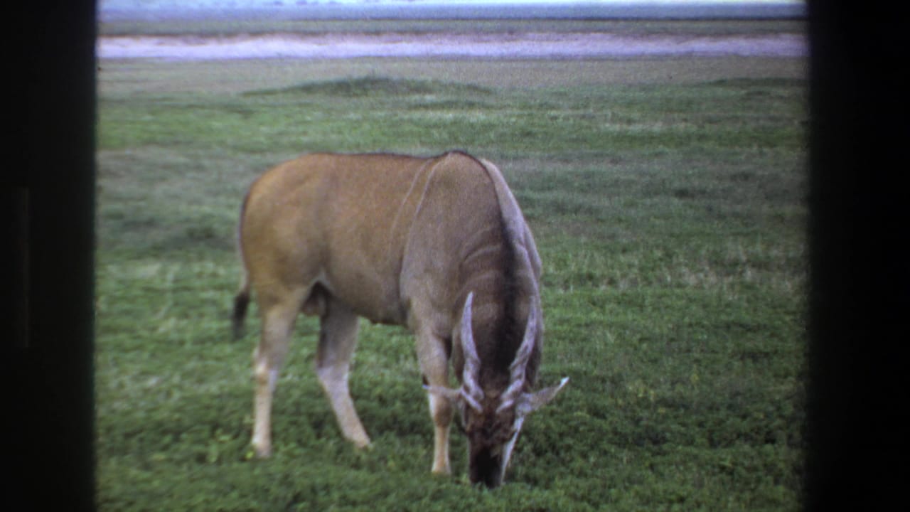 A horned antelope grazes in a grassy Pretoria field in 1969, seen through dark vertical and horizontal framing.
