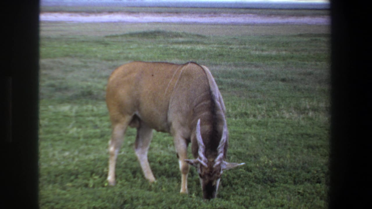 The antelope remains head-down in the grass, framed by dark bars in 1969 Pretoria home-movie footage.