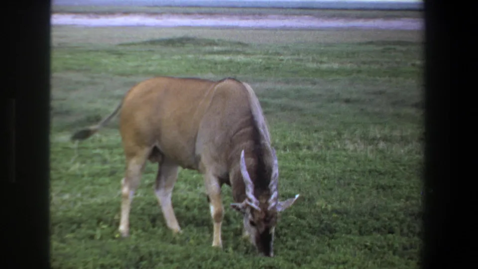 A horned antelope feeds in the grass with its tail visible, filmed through a dark foreground frame in Pretoria.