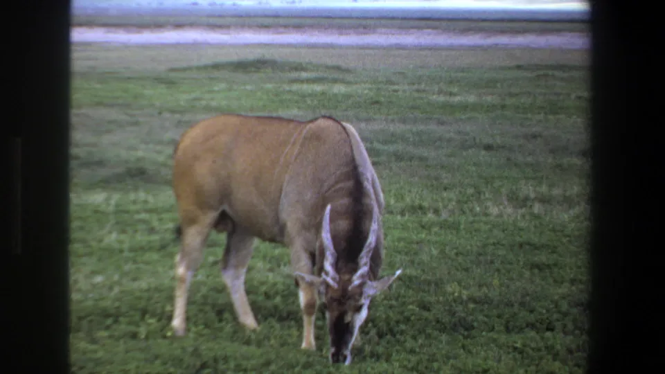 The antelope stands near the right side of the divided view, still grazing in the green Pretoria field.