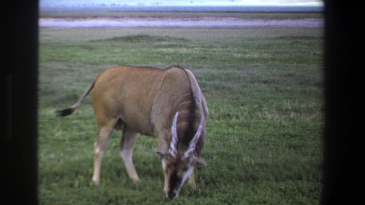 In 1969 Pretoria home-movie footage, a large horned antelope grazes in a green pasture with a distant waterline beyond.