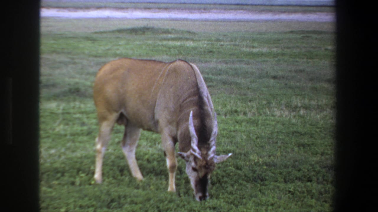 A horned antelope, likely an eland, grazes in open grass near Pretoria, South Africa, in 1969 archival 8mm footage.