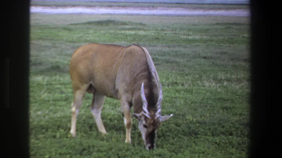 A horned antelope, likely an eland, grazes in open grass near Pretoria, South Africa, in 1969 archival 8mm footage.