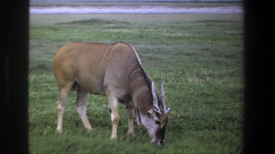 The 1969 Pretoria footage shows the antelope in side view, head lowered into the grass, with soft 8mm color and grain.