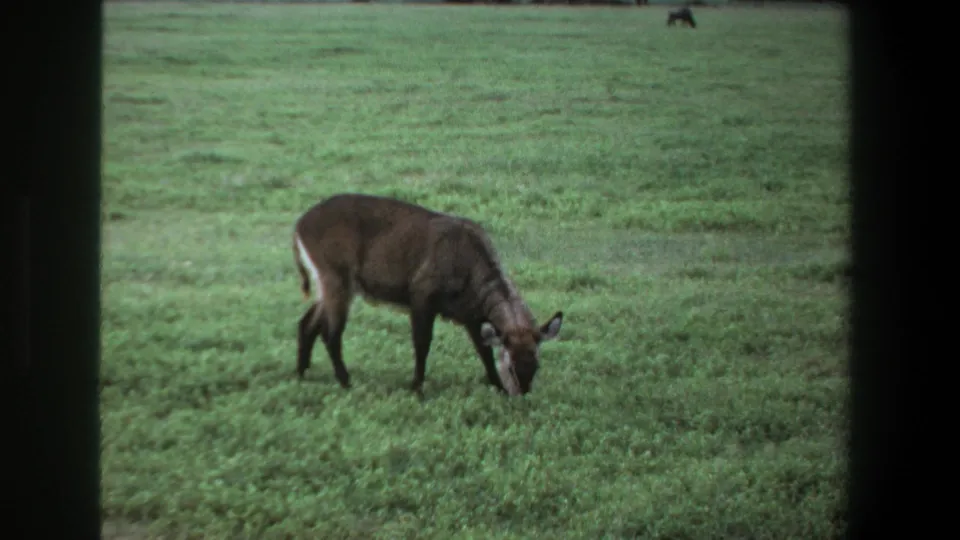 A smaller or more distant antelope grazes in the same open Pretoria pasture, framed by soft 1969 8mm home-movie color.