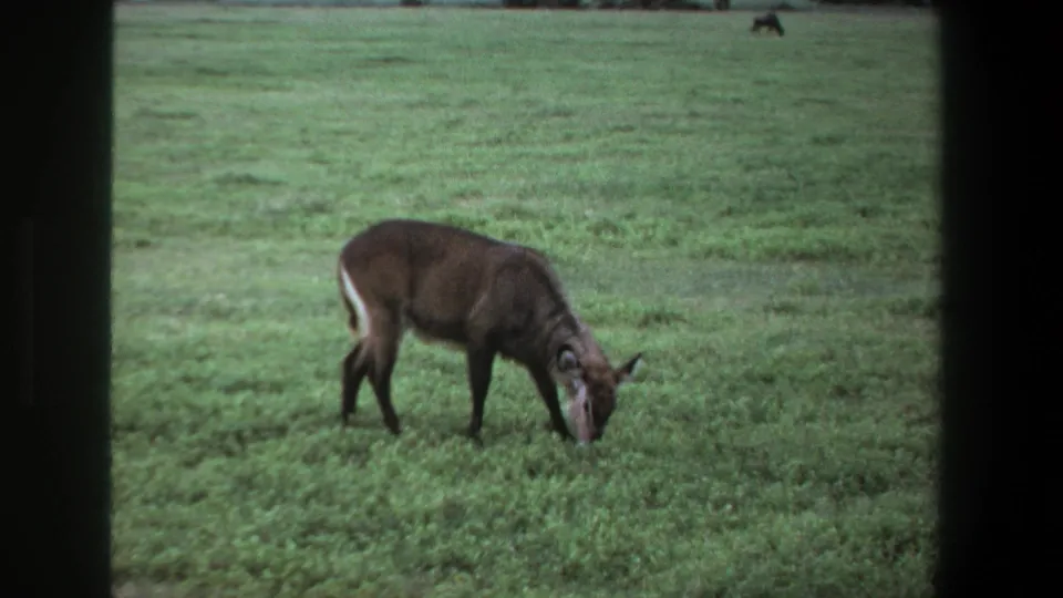1969 Pretoria 8mm frame showing a dark brown antelope grazing on open green grass with soft focus and film-edge borders.