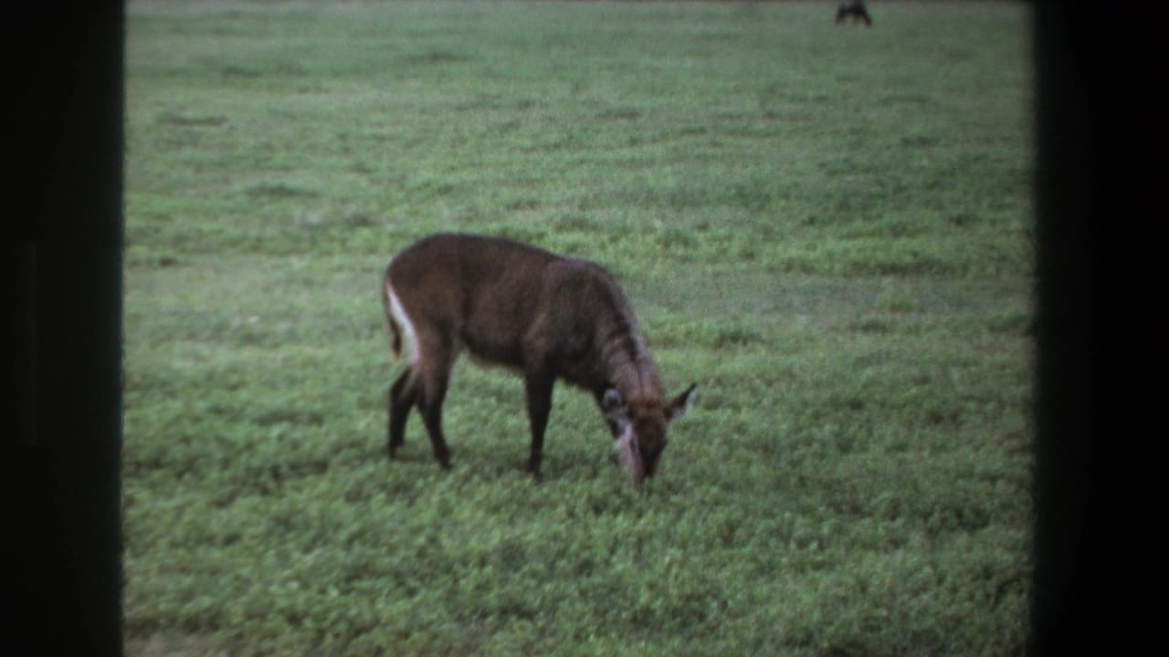 1969 Pretoria home-movie still of an antelope feeding in a grassy field, with another dark animal faintly visible in the distance.