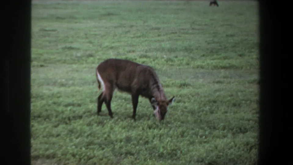 1969 Pretoria home-movie still of an antelope feeding in a grassy field, with another dark animal faintly visible in the distance.