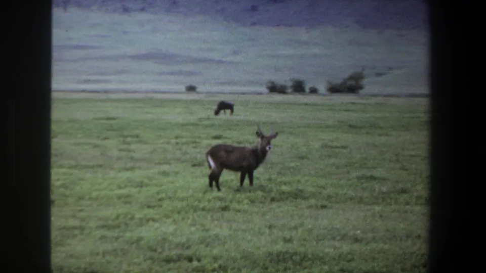 1969 Pretoria 8mm frame showing an antelope standing in grass, with a distant grazing animal, trees and low hills in the background.