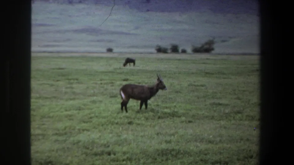 1969 Pretoria home-movie still of an antelope standing side-on in a green field, backed by distant grazing wildlife and low hills.