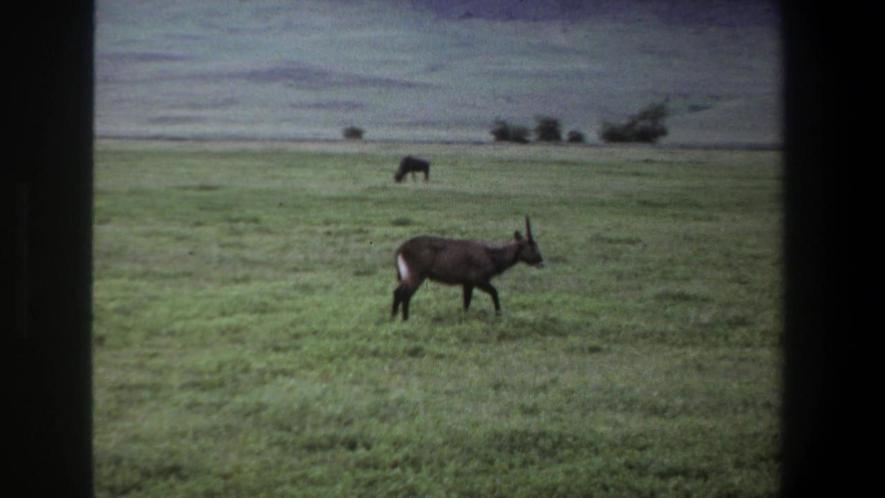 1969 Pretoria home-movie frame showing a horned antelope in open grassland, with a second dark animal grazing near distant hills.