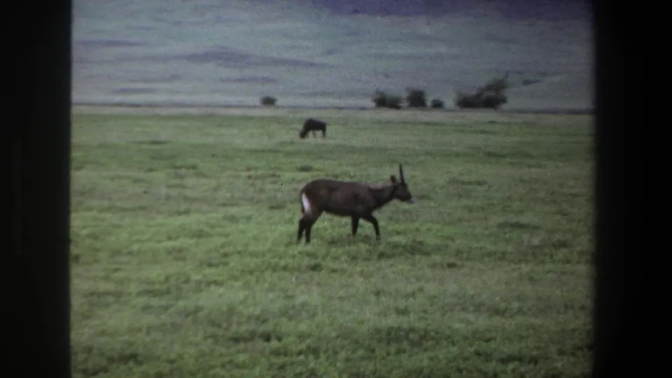 1969 Pretoria home-movie frame showing a horned antelope in open grassland, with a second dark animal grazing near distant hills.