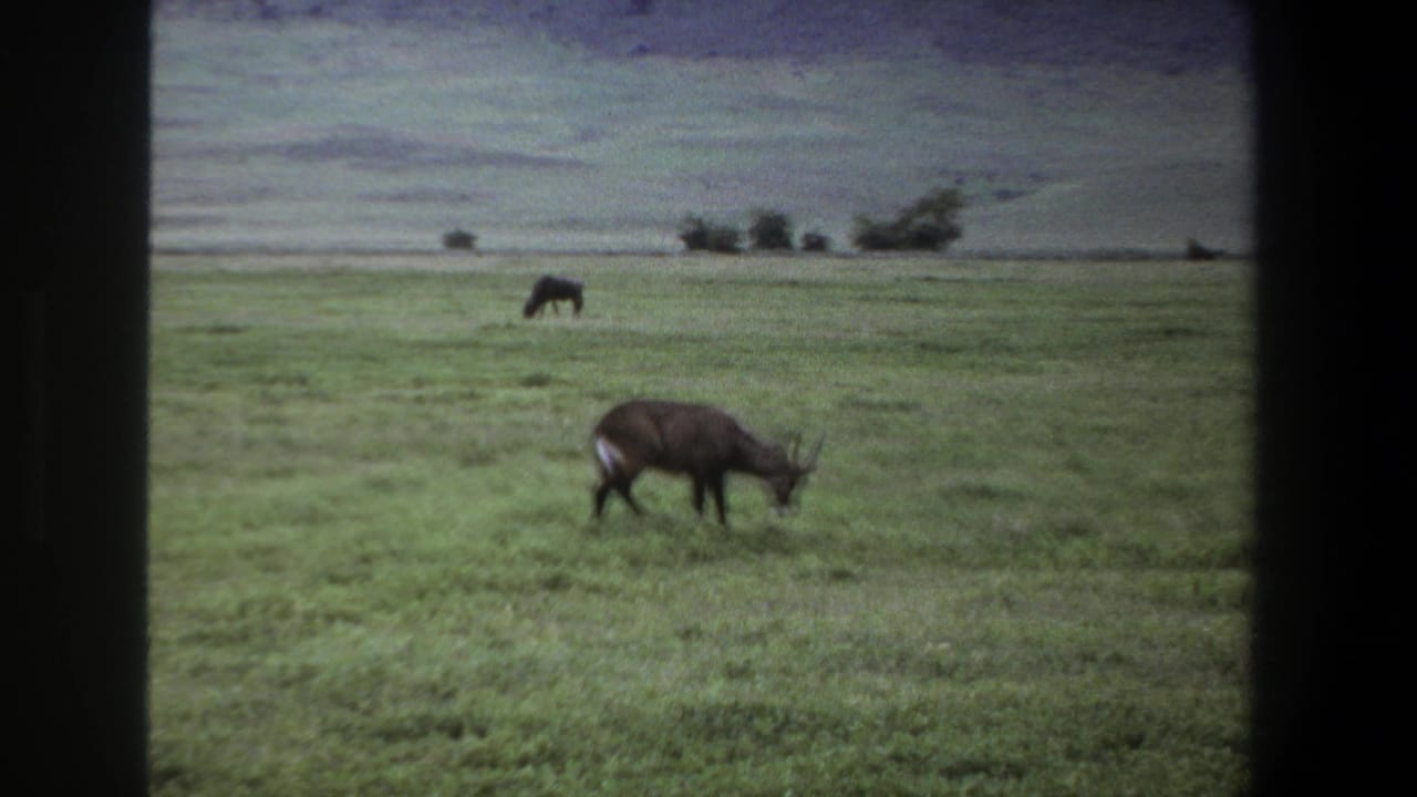 Antelope lowers its head in a broad grassy field with a second animal behind it.