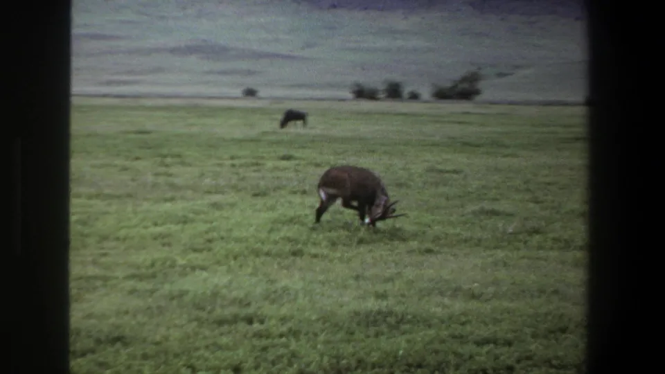 1969 Pretoria home-movie frame showing the antelope grazing with its head down in open grassland under a muted sky.