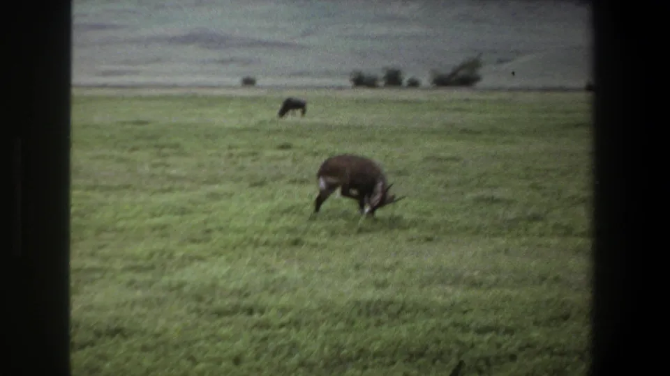 1969 Pretoria frame with a horned antelope feeding in the foreground and a second animal grazing beyond it in open grassland.