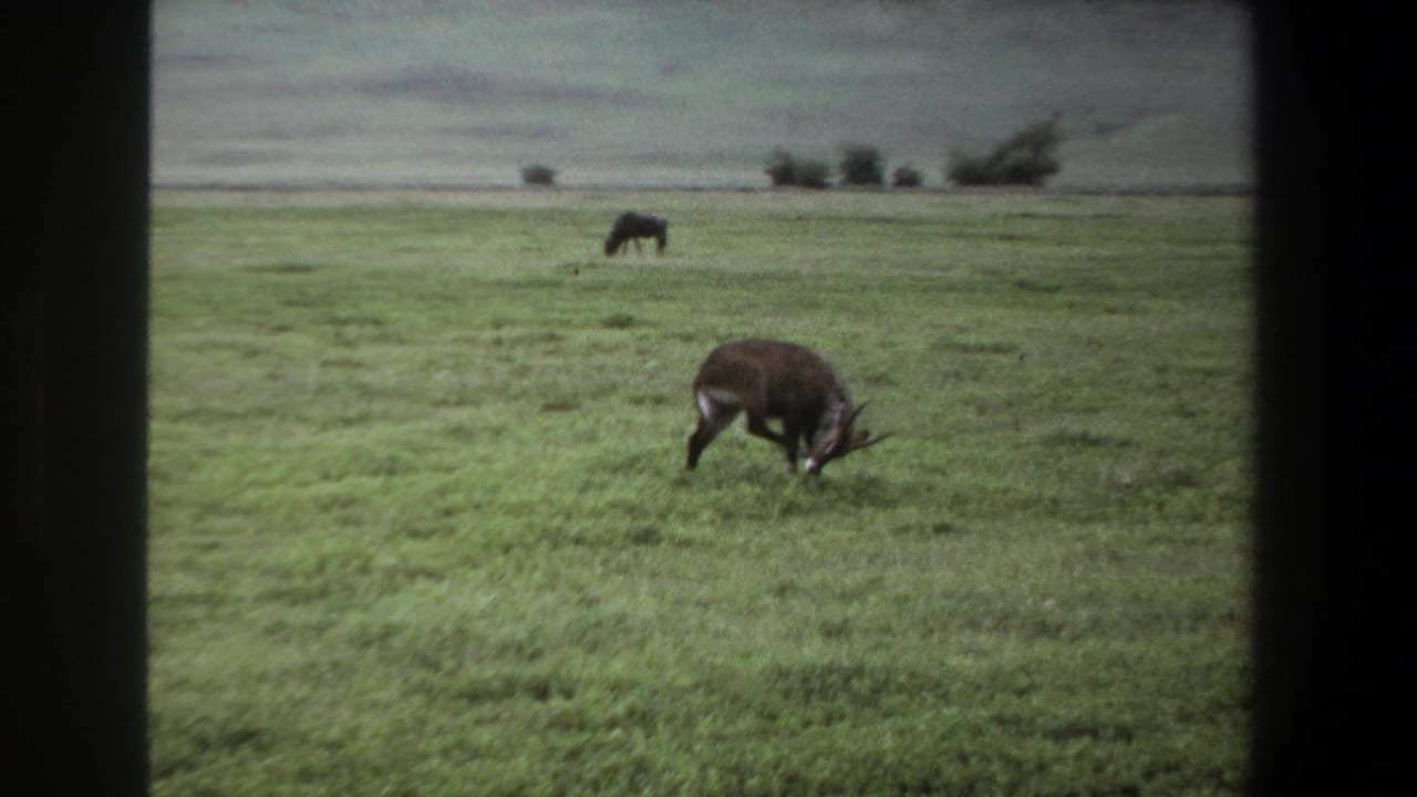 1969 Pretoria home-movie frame showing an antelope grazing in open green grassland with a second animal farther back.