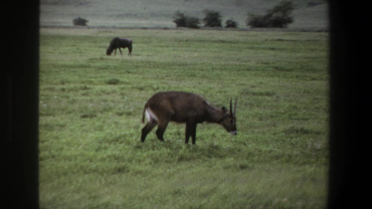 Antelope grazing near the right side of a grassy field with a distant animal behind it.