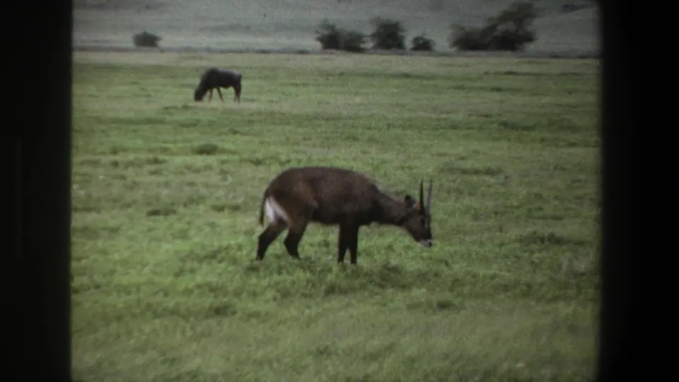 1969 Pretoria 8mm frame with an antelope grazing in profile and another animal visible across the green field.