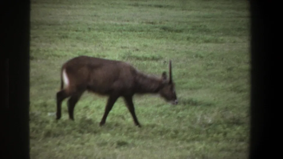 Closer 1969 Pretoria frame showing an antelope moving across the grass with its head lowered to feed.