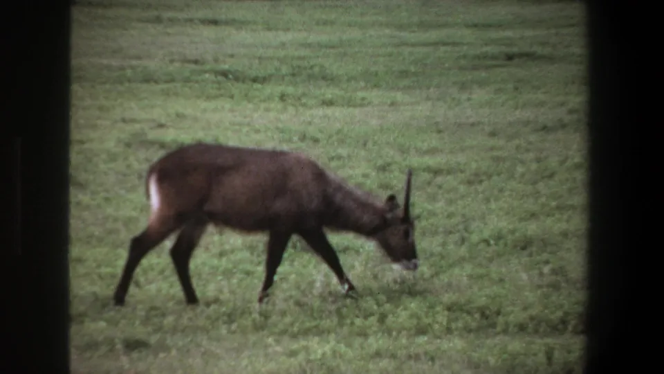 1969 Pretoria home-movie still of an antelope crossing green grassland, framed by dark 8mm borders.