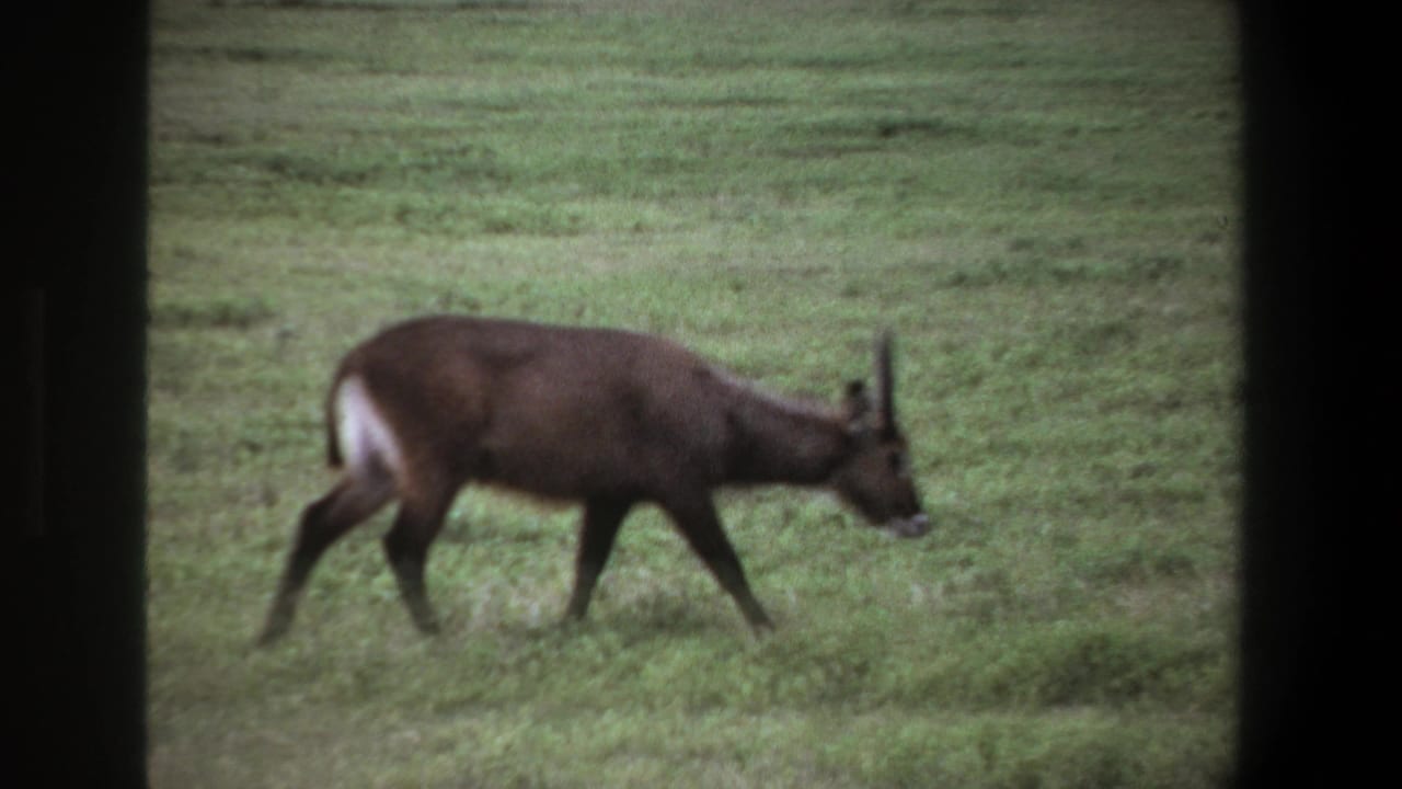 1969 Pretoria home-movie frame of a dark brown horned antelope walking across green grass within dark film borders.