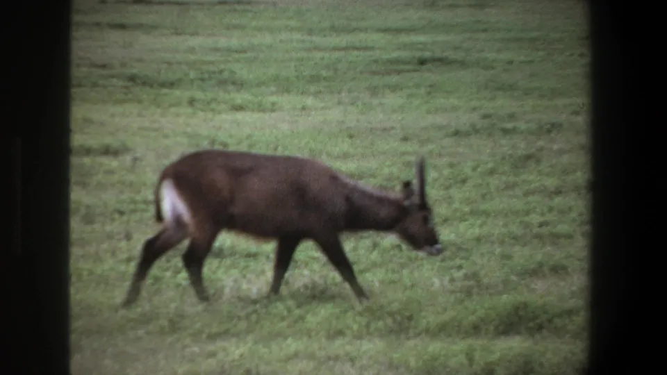 1969 Pretoria home-movie frame of a dark brown horned antelope walking across green grass within dark film borders.