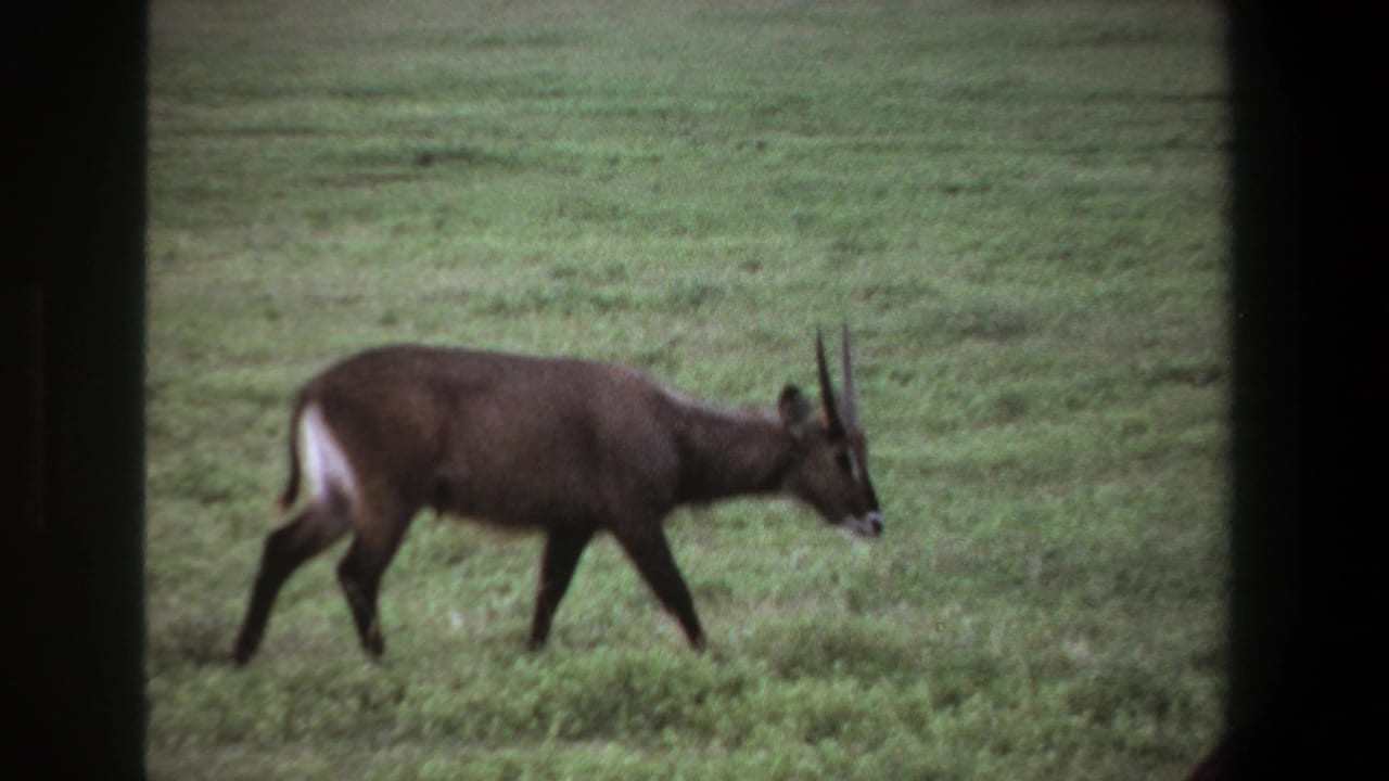 Horned antelope walking left to right across a green field.