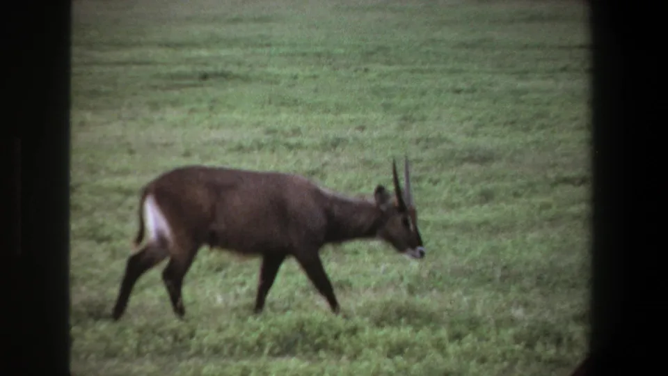1969 Pretoria frame showing a horned antelope in profile as it walks through low green grass.