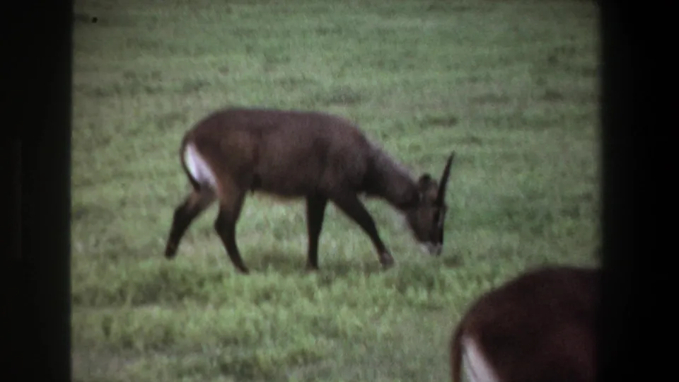 1969 Pretoria home-movie frame of a dark antelope lowering its head to graze in a green open field.