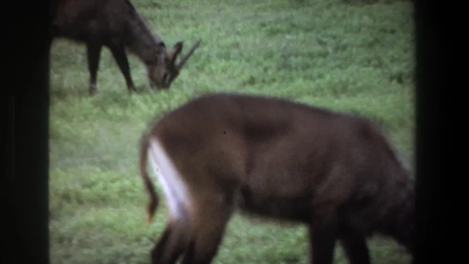 1969 Pretoria frame with one antelope close to the foreground and another grazing in the green field behind it.