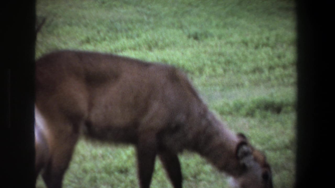 A brown deer or antelope-like animal grazes in grass near Pretoria, South Africa, in metadata-dated 1969 home-movie footage.