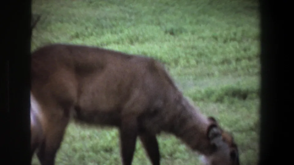 A brown deer or antelope-like animal grazes in grass near Pretoria, South Africa, in metadata-dated 1969 home-movie footage.