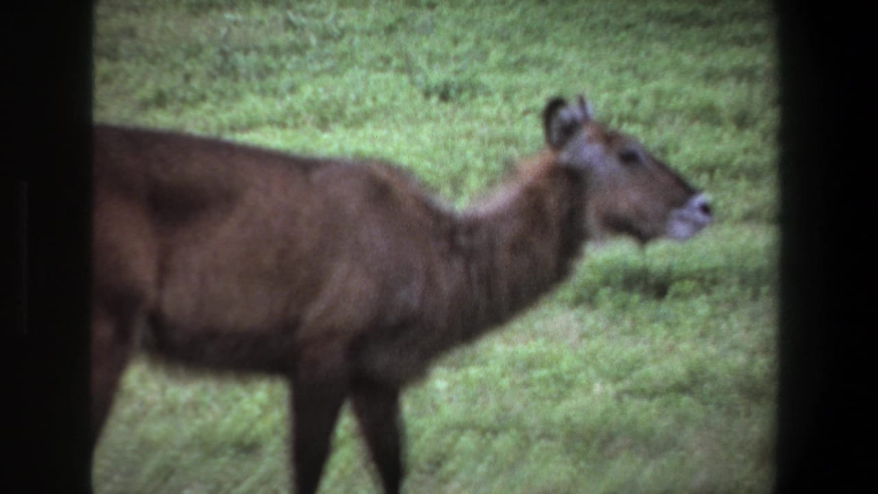 The animal stands alert in profile in a green field, framed by dark vertical edges in 1969 Pretoria home-movie footage.