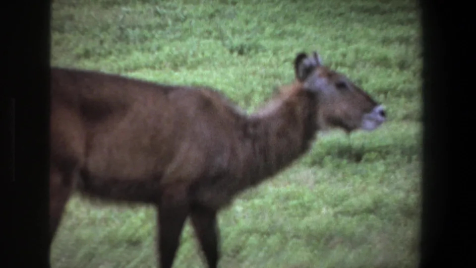 The animal stands alert in profile in a green field, framed by dark vertical edges in 1969 Pretoria home-movie footage.