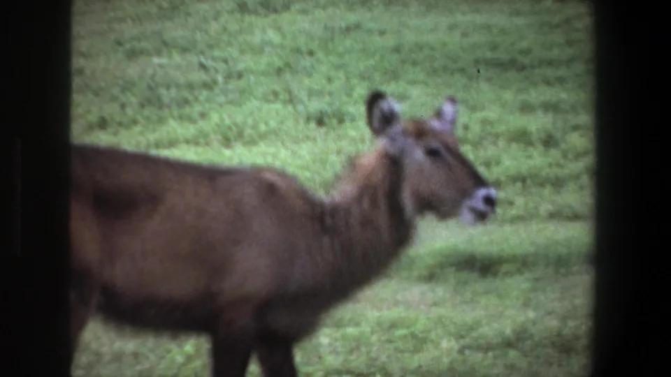 A brown deer or antelope-like animal appears partly cropped while moving through grass in the Pretoria 1969 home-movie scene.