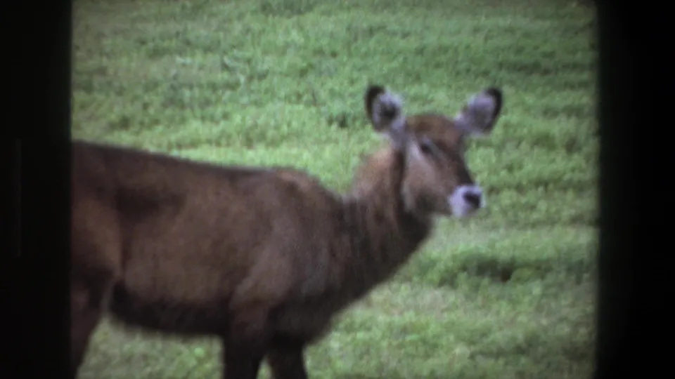 The animal turns toward the camera in a green field, with dark vertical frame bars visible in the 1969 Pretoria footage.