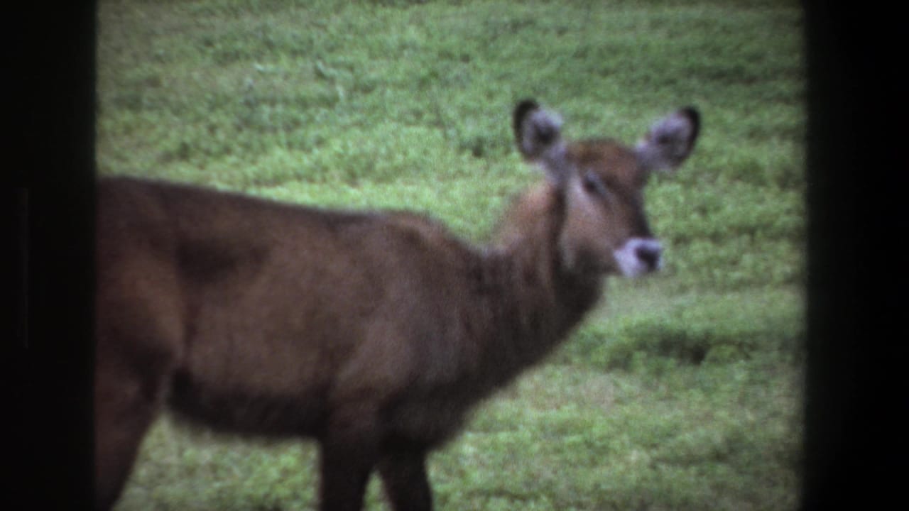 1969 Pretoria home-movie frame showing a dark brown antelope-like animal standing alert in a grassy field.
