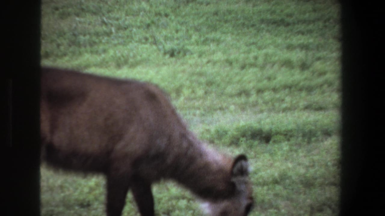 Antelope-like animal lowering its head to graze in a green field.
