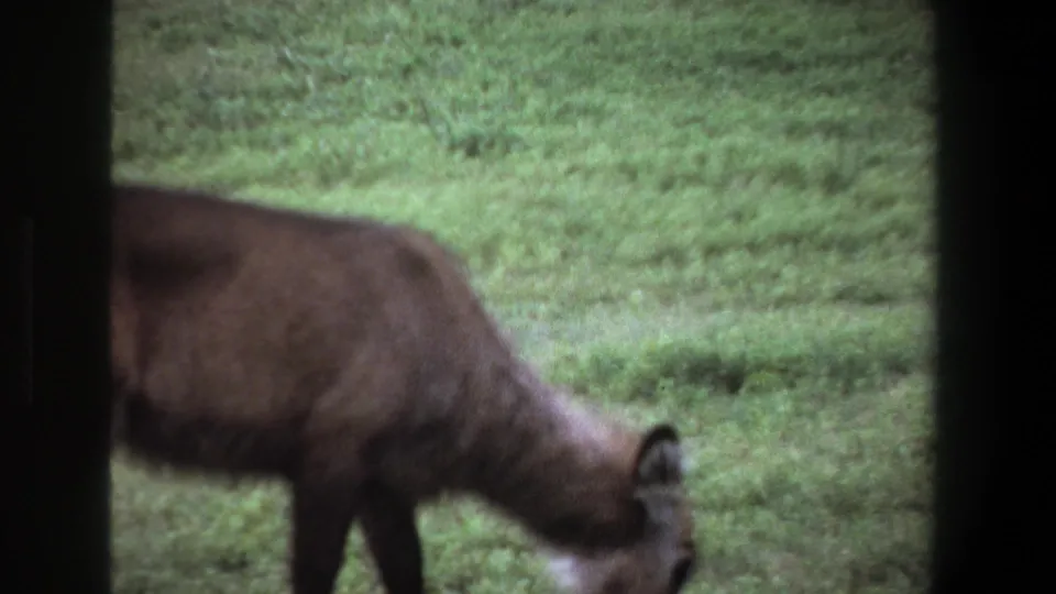 1969 Pretoria frame of a dark brown antelope-like animal beginning to graze in a grassy field.