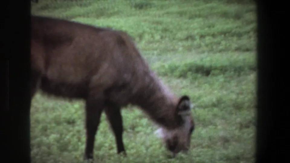Soft 8mm frame from Pretoria in 1969 showing the antelope-like animal grazing with its head down.