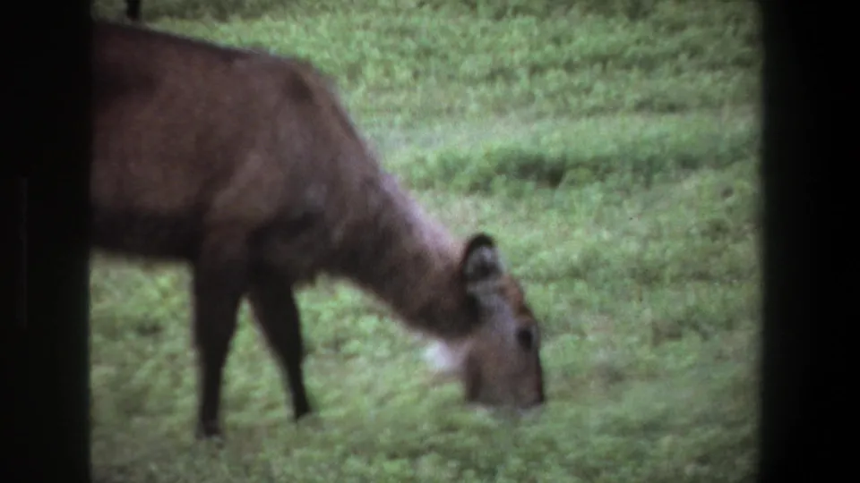 1969 Pretoria home-movie still of the antelope-like animal grazing in a green field viewed through dark framing.